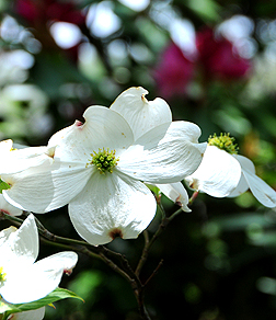 Cornus florida flowers